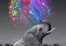 Colorful Elephant Print