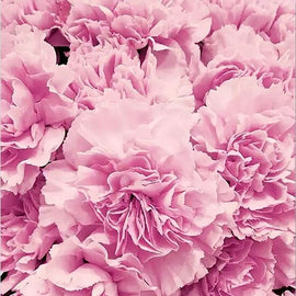 Carnation Pink Flowers Canvas