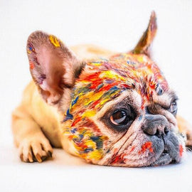 Cute Colored Dog Print