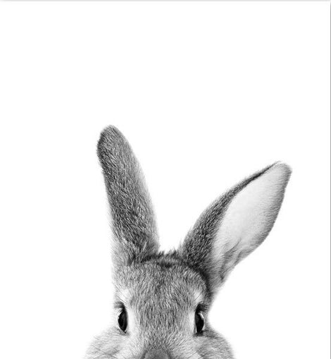Bunny Rabbit Black & White Canvas
