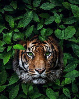 Tiger in The Bushes Canvas