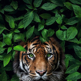 Tiger in The Bushes Canvas